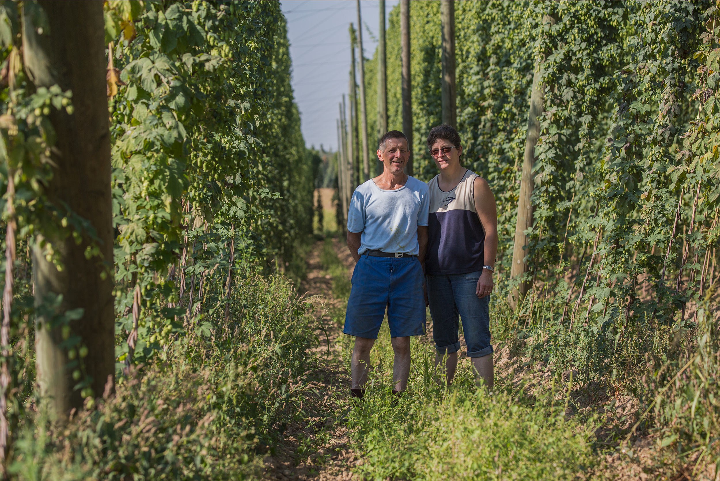 Le houblon d'Alsace cultive l'innovation et la tradition, naturellement